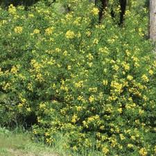 Image result for Senna floribunda