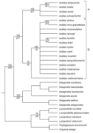 Image result for Isoetes welwitschii