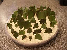 Image result for cactus cuttings