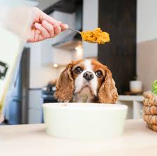 Image result for root-tail