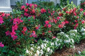 Get Your Garden Started Encore Azalea Bloom Charts Azaleas Landscaping Azaleas Garden Garden Shrubs