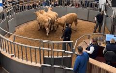 Store Cattle