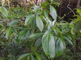 Image result for Psychotria vogeliana