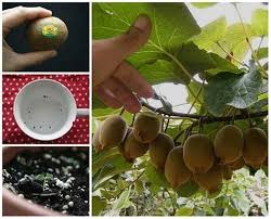 How To Grow A Kiwi Plant From Seed Grow Banana Tree Kiwi Seeds How To Grow Bananas