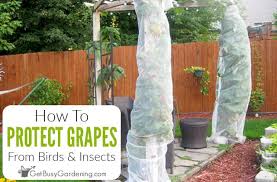 How to keep bugs off veggie garden. How To Protect Grapes From Birds Insects Get Busy Gardening