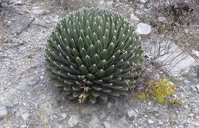 Victoria, princess royal, german empress edward vii princess alice, grand. Agave Victoriae Reginae Growing Guide Queen Victoria Agave