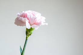 Flowers that mean love + affection. Traditional Mother S Day Flowers And Their Meanings By Matt Gooley Medium
