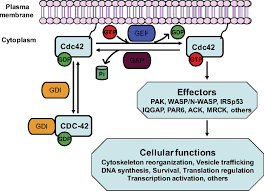 Cdc42bpa cdc42 binding protein kinase alpha. Signaling Role Of Cdc42 In Regulating Mammalian Physiology Journal Of Biological Chemistry