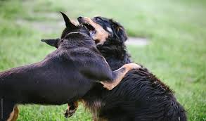 Rumble and subscribe to our channel for more original content! Cute Little Dogs Playing Together By Simone Wave Play Dog