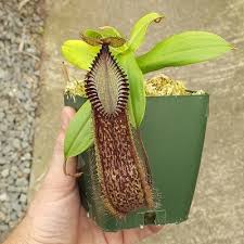 Image result for Nesaea heptamera