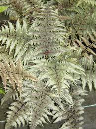Image result for Athyrium newtonii