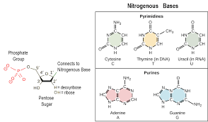 According to chargaff's rule, a+g=c+t. Structure Of Dna Biology For Non Majors I