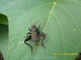 Baby Grasshopper License Download Or Print For 1 24 Photos Picfair