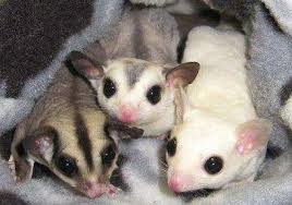 Shop online for pet food, supplies and accessories at well.ca. Pin On Sugar Gliders