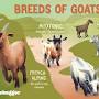 Unique goat breeds from www.treehugger.com