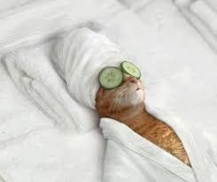 Pin By Cattime On Pet Cat Funny Animal Pictures Cats Cat Pics