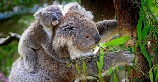 Also, see if you ca. Koala Amazing Facts Great Collection