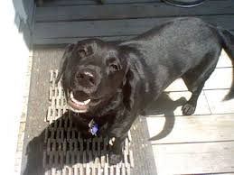 Maybe you would like to learn more about one of these? Your Neighborhood Pet Poisoner Wired