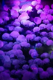 Every night for the rest of my life. Purple Aesthetic And Colorse Image 7064665 On Favim Com