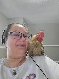 Roosters for adoption in Clyde