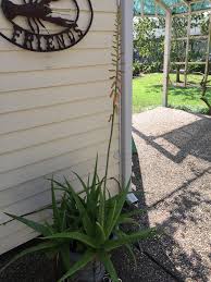 Image result for Aloe rulkensii