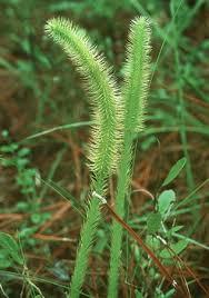 Image result for Lycopodiella caroliniana