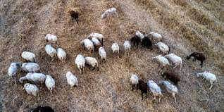 Reformer.gr - 180 εκατ. € η συνολική ενίσχυση των κτηνοτρόφων λόγω ευλογιάς  και πανώλης