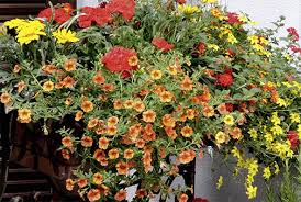 Die gazanie ist auch unter dem namen mittagsgold oder sonnentaler bekannt. Balkonkasten Mit Gazanien Verbenen Und Strohblumen Bild 14 Living At Home