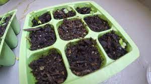 Everyday low prices · curbside pickup · savings spotlights Planting A Jacaranda Tree From Seed Youtube
