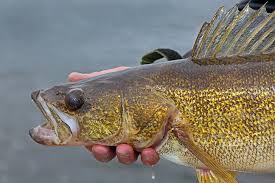 6 Prime Walleye Lakes In Northern Michigan