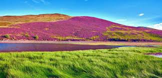 After mid august, the color of the valley changes quite dramatically from. Valley Of Flowers Trek All You Need To Know Wildhawk