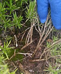 Image result for rosemary pruning