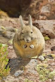 Image result for viscacha