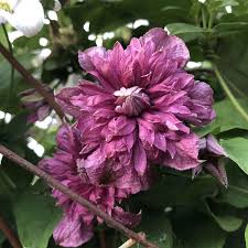 Image result for Clematis pulchra