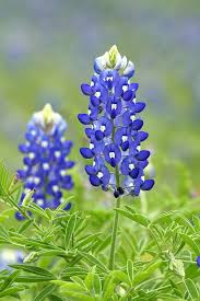 The bluebonnet flowers are seen along as were all five different related species of the native flower. Texas Bluebonnet 02 Texas Bluebonnets Blue Bonnets Blue Flowers