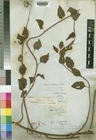 Image result for Crassocephalum vitellinum