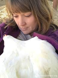 Animals of Farm Sanctuary — Yolanda: From Slaughter Escapee to Lap Cuddler  New...