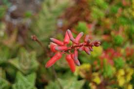 Image result for Aloe bukobana