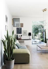 Pflanze Mit Grossen Blattern Ein Herrlicher Hingucker Zu Hause Wohnen Wohnzimmer Inspiration Zuhause