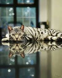 Beautiful Cat Cat Funny Cats Humor Meme Lolcats Quote Cute Www Z In 2020 Cats Cool Cats Beautiful Cats