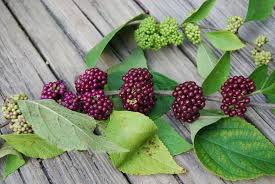 Image result for Uvaria acuminata