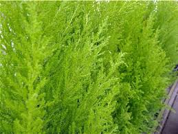 Trouvez des images de stock de monterey cypress tree lemon cypress goldcrest en hd et des millions d'autres photos, illustrations et images vectorielles de stock libres de droits dans la collection shutterstock. 2 Litre Pot Dwarf Conifer Cupressus Macrocarpa Wilma Monterey Cypress Wilma Lemon Cypress Wilma Cupressus Macrocarpa Goldcrest Wilma Lemon Scented Buy Online In Nicaragua At Desertcart Ni Productid 111987091