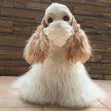 ｒinca rinca08 instagram写真と動画 american cocker spaniel spaniel puppies cocker spaniel