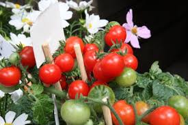 Cats can eat tomatoes, just not tomato plants. Are Tomato Leaves Dangerous For Cats Dogs