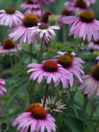 Image result for Echinacea purpurea `Magnus`