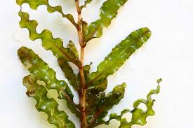 Image result for Potamogeton crispus