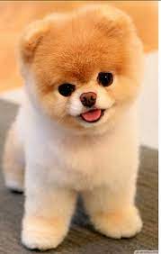 Hd Puppy Wallpapers Peakpx