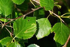 Image result for Stigmella alnetella