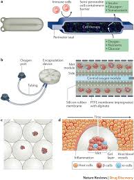 Indenture, dated as of ·, 201 , among advanced cell technology, inc., a delaware corporation (the company), andtrustee, as trustee (the trustee) Advances In Islet Encapsulation Technologies Nature Reviews Drug Discovery