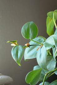 Philodendron Care Learn About Growing Philodendron Plants Philodendron Plant Plants Philodendron